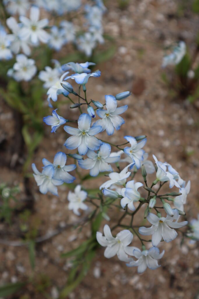 zéphyra elegans