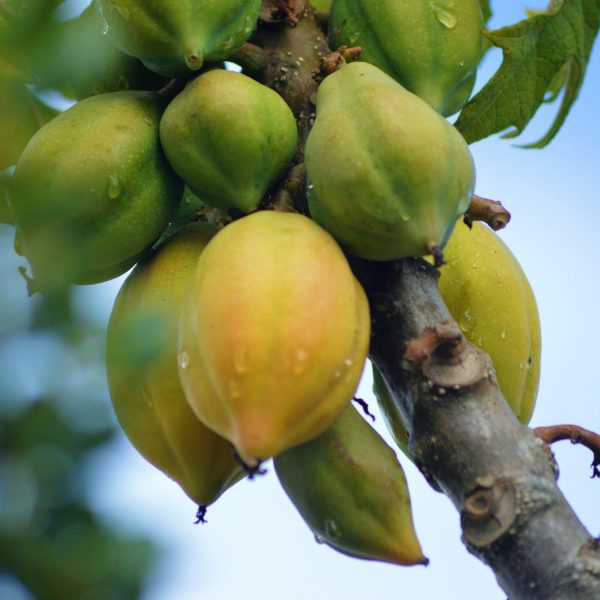 Papaya Chilena fruta | Elquimia