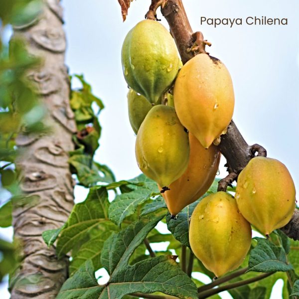skincare de papaya chilena